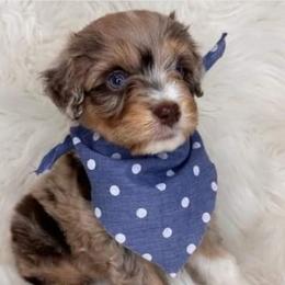 Bordoodles, Labradoodles, and Poodles from Sugar Camp Canine - Maxwell