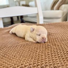 French Bulldog Puppies from Country Farm Frenchies
