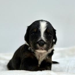 Fluttershy - Tri-color female Bernedoodle puppy in Clermont, Florida from Shadow Bernedoodles & Dog Training
