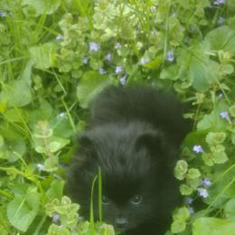 Midnight - Black male Pomeranian puppy in Garrett, Indiana from Crystal Riff