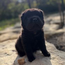 Binx - Black female Chinese Shar-Pei puppy in Auburn, Kansas from Justin's Chinese Shar-Pei