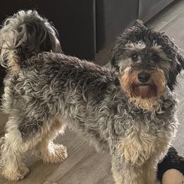 Athena - Goldendoodle
