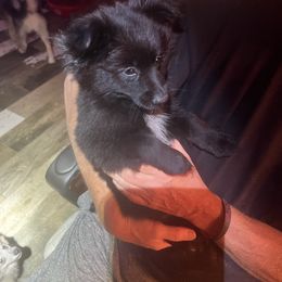 Sassy - Black female Pomeranian puppy in Tekonsha, Michigan from Gosselin Acres