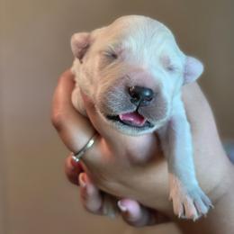 Pink - Golden female Golden Retriever puppy in Lucasville, Ohio from Halo Kennels