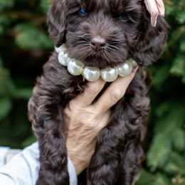 Australian Labradoodle Puppies from Providence Labradoodles, LLC