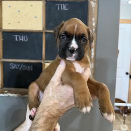 Cooper - Fawn male Boxer puppy in Rochester, Washington from Holly's Boxers of Rochester