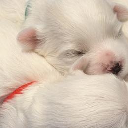 Maltese from Max & Pearl The Ocala Maltese Family