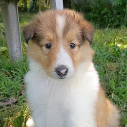 Girl 4 yellow - Sable and white female Collie puppy in Salem, Indiana from Living Blessed Collies