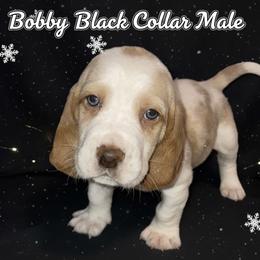 Black Collar - Lemon and white male Basset Hound puppy in Callao, Virginia from Walk The Line Basset Hounds