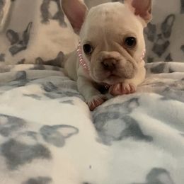 French Bulldog Puppies from Lola’s Frenchies