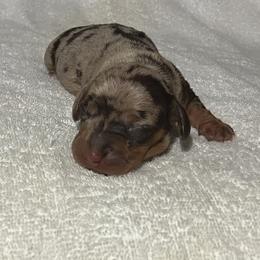 Gracie - Chocolate and tan female Dachshund puppy in Mocksville, North Carolina from The Dachs of Hazzard Dachshunds
