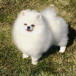 Pomeranian Puppies from White Pomeranians For You .com