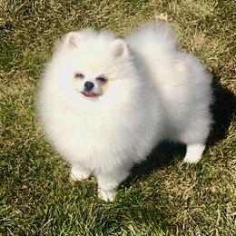 Pomeranian Puppies from White Pomeranians For You .com