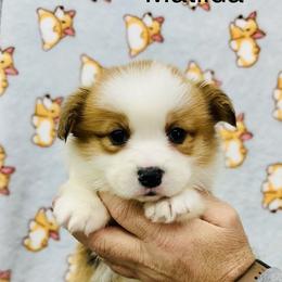 Matilda - Red female Pembroke Welsh Corgi puppy in Manchester, Kentucky from Riverside Corgis