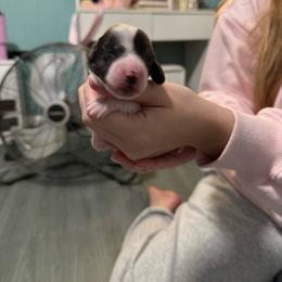 Female 2 - Piebald female Dachshund puppy in Houma, Louisiana from Portier’s Mini Dachshunds