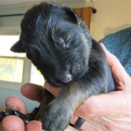 Sybil - Black and red female German Shepherd puppy in Columbus, Indiana from Stony Lonesome GSD