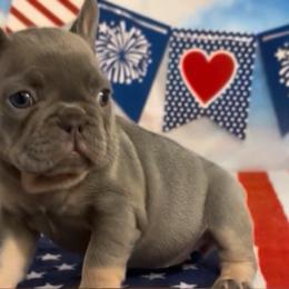 Elena - Tricolors female French Bulldog puppy in Spokane, Washington from Lilac City Frenchies