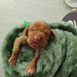 Mr Green - Golden rust male Vizsla puppy in Lexington, Kentucky from Summit Vizsla (we can deliver to you)