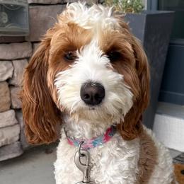 Dax - Cavapoo
