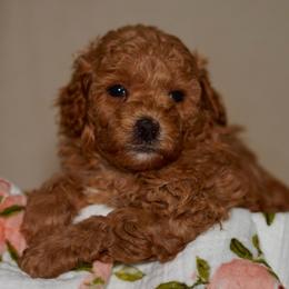 Matcha - Apricot male Poodle puppy in Las Vegas, Nevada from Plush Toy Poodle Puppies & Pals