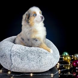 Outlaw - Blue merle male Miniature American Shepherd puppy in Omaha, Arkansas from Ashland Miniature American Shepherds & Miniature Australian Shepherds