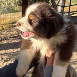 Australian Shepherd Puppies from Copper Sky Aussies of the Cental Coast