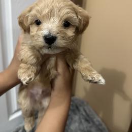 Maltipoo Puppies from Christy Mashore