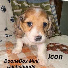 Icon - Dapple female Dachshund puppy in Lexington, Oklahoma from BooneDox Miniature Dachshunds