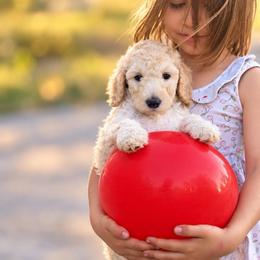 Georgia - Cream female Goldendoodle puppy in Millville, California from Hope Lane Kennels