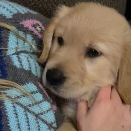 Bubblegum - Light golden Golden Retriever puppy in Kalamazoo, Michigan from Wildside Acres