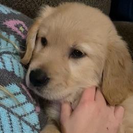 Bubblegum - Light golden Golden Retriever puppy in Kalamazoo, Michigan from Wildside Acres
