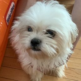 Cocoa - Shih Tzu