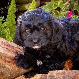 Maximus - Black and white male Cavapoo puppy in Jackson, California from Oodles & Doodles