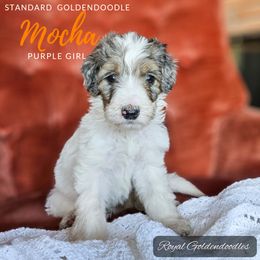 Mocha - Merle Goldendoodle puppy in El Campo, Texas from Royal Goldendoodles