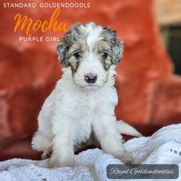 Mocha - Merle Goldendoodle puppy in El Campo, Texas from Royal Goldendoodles