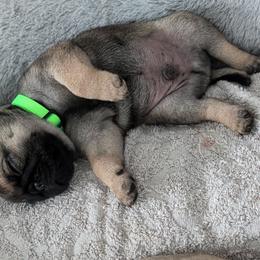 Pugs from Maritza's Pugs