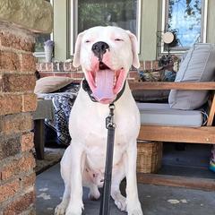 Dogo Argentinos from Driftwood dogos
