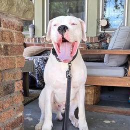 Dogo Argentinos from Driftwood dogos
