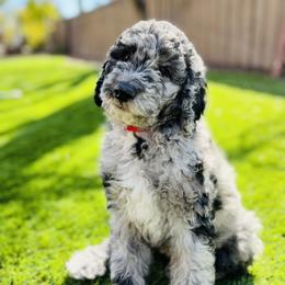 Goldendoodle Puppies from Temecula Creek Doodles