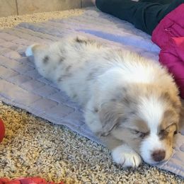 Australian Shepherd Puppies from Heritage Creek Preservation Farm