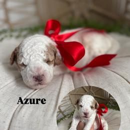 Azure - Parti female Goldendoodle puppy in Huntington, Utah from Krispydoodle