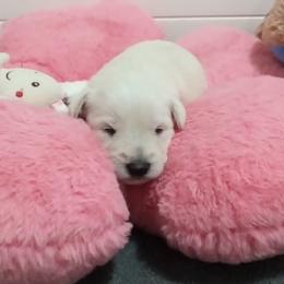 White girl - White female Miniature Schnauzer puppy in Kannapolis, North Carolina from Schnauzer Affinity