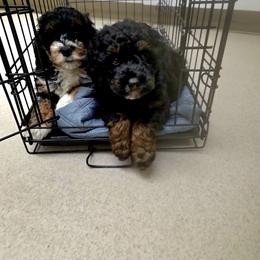 Bernedoodle and Goldendoodle Puppies from Doting Doodles