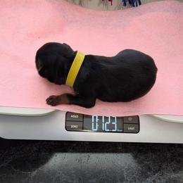 Yellow girl - Black and mahogany female Rottweiler puppy in Lebanon, Oregon from SOUTH SANTIAM ROTTWEILERS