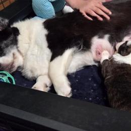 Cardigan Welsh Corgi and Mudi Puppies from Kahukura Cardigans