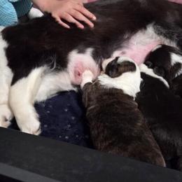 Cardigan Welsh Corgi and Mudi Puppies from Kahukura Cardigans