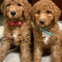 Aussiedoodles, Goldendoodles, and Poodles from Riverbend Doodles