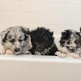 Shetland Sheepdog Puppies from Alinost