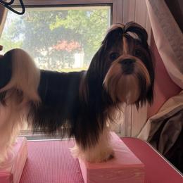 Akc Harley - Black and white female Shih Tzu puppy in Roseville, Michigan from Diamond Paws LLC