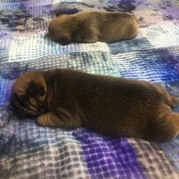 French Bulldog Puppies from PNW French Bulldogs